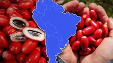 La fruta 'milagrosa', convierte los sabores ácidos en dulces, es cultivada en un país de Sudamérica