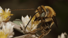 La importancia de las abejas para la vida en la Tierra y cómo cuidarlas desde casa