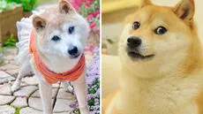 Luto en internet: fallece Kabosu, la icónica perra del meme de Doge, a los 18 años