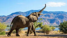 Científicos descubren que los elefantes africanos se ponen nombres para llamarse: "No se basan en imitar"