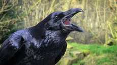 Los cuervos pueden contar en voz alta como niños pequeños, según científicos