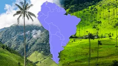 La palmera más alta de todo el mundo está en Sudamérica: tiene un récord Guinness