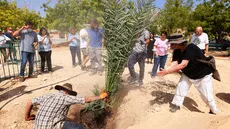 Científicos plantan semillas de hace 2.000 años y resucitan un árbol legendario del palacio de Herodes