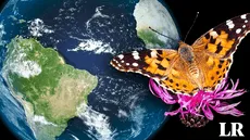 Científicos documentan el viaje de mariposas desde África hacia Sudamérica: más de 4.000 kilómetros