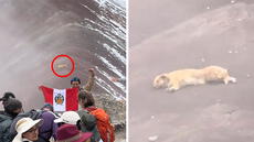 Captan a ‘Firulais’ descansando en la Montaña de 7 Colores y usuarios resaltan: “El legendario pastor chiribaya”