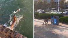 Perrito sorprende al recoger desechos del mar y depositarlo en basurero: "Muy educado"