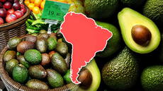 El país de Sudamérica que conquista a China con su palta: exportó 50.000 toneladas de 'oro verde' y superó a Chile