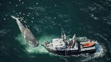 Colisiones de barcos amenazan al 90% de los hábitats de ballenas en los océanos, según científicos