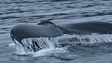 Un récord de distancia en el mar: una ballena atraviesa 3 océanos y científicos revelan por qué