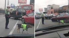 Captan a perrito dirigiendo el tránsito junto a policía y usuarios bromean: "Harán relevo”