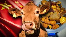 Cálculos biliares, el "oro bovino" de Sudamérica que se ha convertido en un lucrativo y polémico producto en China