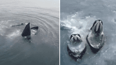 Espectáculo marino en Tacna: avistamiento de ballenas jorobadas y delfines sorprende a veraneantes