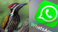 Así puedes activar el “modo pájaro carpintero” en WhatsApp y sorprender a todos con este truco