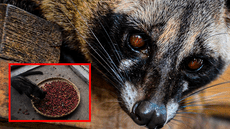 Este es el exótico origen del café más caro del mundo y su vínculo con la digestión de un animal en particular