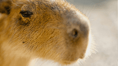 Una experta en biología revela por qué los humanos no somos tan peludos como otros animales
