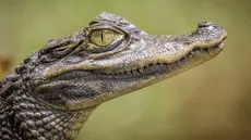 Un paleontólogo revela cómo los cocodrilos sí sobrevivieron a las extinciones masivas y los dinosaurios no