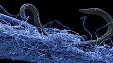 Científicos descubren que un grupo de bacterias aprendió a utilizar la electricidad como una herramienta de limpieza
