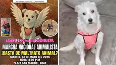 Marcha contra el maltrato animal: convocan movilización en Lima tras asesinato de perrita en Trujillo, el responsable sigue prófugo