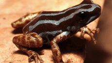 Biólogos descubren una nueva especie de rana venenosa con patas doradas oculta en la Amazonía