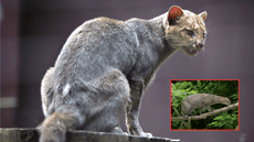 Un felino depredador que se pensaba extinto reaparece en su hábitat natural después de 40 años