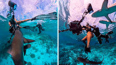 Buceadora se salva de morir ante el ataque de tiburones en Australia y es grabado en video: mujer salió ilesa