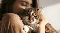 Estudio demostró que los gatos reconocen el olor de sus humanos: el desarrollo de sus fosas nasales procesan aromas distintos
