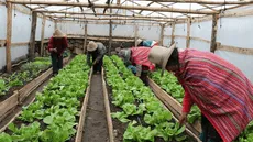 Esta región peruana recibirá inversión superior a los S/7 millones para fomentar emprendimientos rurales, ¿qué distritos serán beneficiados?