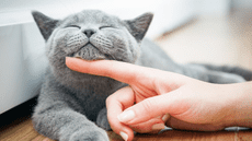 Descubre qué dice la psicología de las personas que aman a los gatos: características y rasgos únicos