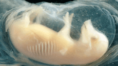 Científicos de China crean corazones con células humanas en embriones de cerdo: un avance clave para los futuros trasplantes