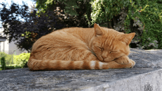 Científicos descubren que la mayoría de los gatos duermen del lado izquierdo para reaccionar ante una amenaza