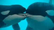 Biólogos graban a unas orcas salvajes dándose un largo “beso a la francesa” durante casi 2 minutos