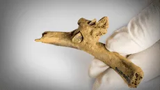 Impactante hallazgo de violencia prehistórica en España: encuentran una flecha clavada en costilla humana hace 4.000 años