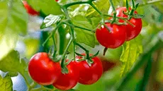 Científicos descubren que unos tomates sudamericanos están evolucionando a la inversa para no dejarse comer