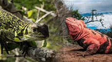 Descubren dos crías de iguana rosada de Galápagos y dan esperanza a esta especie en peligro crítico de extinción