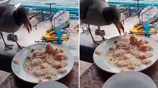 Captan a gaviota comiendo ceviche de un plato en el Callao y en redes bromean: “Le falta su chela”