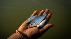 Científicos confirman que los peces sufren de dolor intenso hasta 24 minutos después de ser capturados