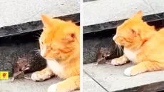 Ratoncito conmueve en redes al ‘rogar’ a un gato por su vida: “Tom y Jerry de la vida real”