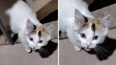 Gatito criado en granja maúlla como gallo y arrasa en TikTok: “Es bueno ser bilingüe”