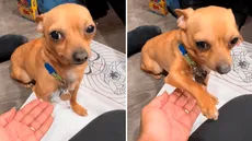 Estadounidense adopta un perro mexicano y descubre que solo obedece en español: ‘eskiusmi’