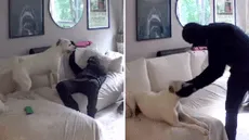 Perrito se puso a jugar con ladrón que ingresó a robar a casa de sus dueños y redes bromean: "Ganó un nuevo amigo"