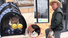 La reacción viral de dos gatos al ser llevados al veterinario de forma diferente: "Odio ser pobre", reaccionó un usuario