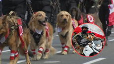 Usuarios reclaman ausencia de la policía canina en desfile de Fiestas Patrias: “Justicia para Chato"