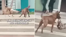 Perrito fue captado robando la ropa de otro can y usuarios bromean: "Huyó como un verdadero criminal"