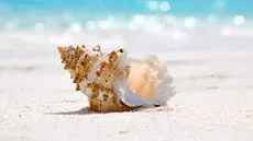 Científicos advierten sobre la disminución de conchas marinas debido al turismo masivo y sus graves impactos ecológicos