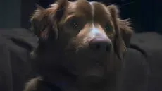 ¿Muere el perro en 'Good Boy'? Todo sobre el final de la película de terror más esperada de 2025