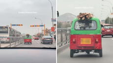Mototaxi es captada llevando troncos en el techo y usuarios en redes bromean "Destino Final de Temu"