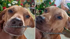 Perrito hace llorar a miles al verlo derramar lágrimas durante velorio de su dueña: “¡Qué dolor!”