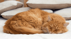 Los científicos ya saben por qué la mayoría de los gatos suelen dormir del lado izquierdo