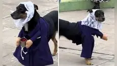Perrito ‘devoto’ del Señor de los Milagros se roba miradas con su hábito morado: "Listo para la procesión"