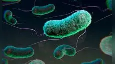 La OMS advierte el aumento de las bacterias resistentes a antibióticos comunes: más de un 40% en los últimos años
